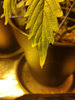 IMG_20210621_022353_DRO.jpg IMG_20210621_022353_DRO.jpg