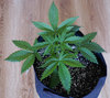 1 Plant 1.jpg 1 Plant 1.jpg