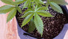 2 Plant 1.jpg