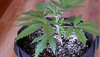 5 Y Griega CBD.jpg 5 Y Griega CBD.jpg