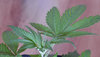 6 Y Griega CBD.jpg