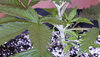 7 Y Griega CBD.jpg