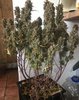 Week 13, Day 88 Harvest