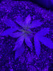 IMG_2183.jpeg