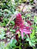 mystery plant red.jpeg