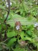 mystery plant green 1.jpeg