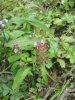 mystery plant green 2.jpeg
