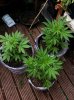 ALL 3... Star-ryder bottom, Think different left, Auto xtreme right..jpg