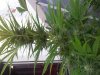 20130722_204246.jpg