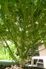 CC day 75 013.jpg CC day 75 013.jpg