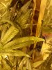 20130729_183159.jpg