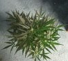 AUTO CHEESE_7-31-13 2.jpg