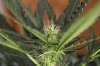 AUTO CHEESE_7-31-13 3.jpg