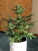 AUTO GREEN POISON_7-31-13 1.jpg