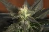 AUTO GREEN POISON_7-31-13 5.jpg