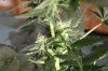 AUTO GREEN POISON_7-31-13 6.jpg
