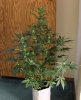 AUTO MOBY DICK_7-31-13 1.jpg