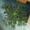 AUTO MOBY DICK_7-31-13 2.jpg