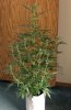 AUTO S.A.D_7-31-13 1.jpg
