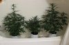 AUTO S.A.D_AUTO CHEESE_AUTO MOBY DICK_7-31-13.jpg