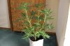 BLUE DREAM_7-31-13 1.jpg