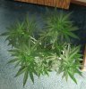 BLUE DREAM_7-31-13 2.jpg