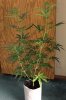 GIRL SCOUT COOKIES_7-31-13 1.jpg