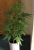SUPER SILVER HAZE_7-31-13 1.jpg
