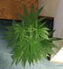 SUPER SILVER HAZE_7-31-13 2.jpg