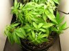 LST 006.jpg