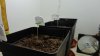 DSC01494.jpg