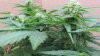 autowappa bud.jpg