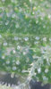 NLauto_day70_trichs.jpg