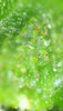 NLauto_day70_trichs2.jpg