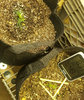 GLauto_clones_day19-25.jpg