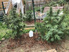 2020_dubgrape-waltwht-1gal.jpg