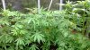 WP_20130802_027.jpg