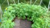 WP_20130802_030.jpg