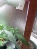 DSCF6279.JPG
