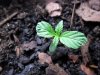 grow 043.jpg
