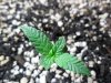 grow 045.jpg