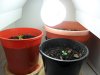 grow 047.jpg grow 047.jpg