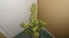 DSC05276.jpg