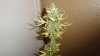 DSC05277.jpg