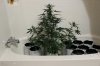 AUTO MOBY DICK & S_a_H BABIES_8-3-13.jpg