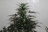 AUTO MOBY DICK_8-3-13 1.jpg