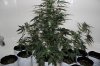 AUTO MOBY DICK_8-3-13 2.jpg