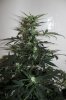 AUTO MOBY DICK_8-3-13 3.jpg