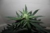 AUTO MOBY DICK_8-3-13 4.jpg