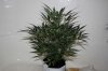 AUTO CHEESE_8-3-13 1.jpg